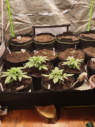 16353994876058131246218137872826