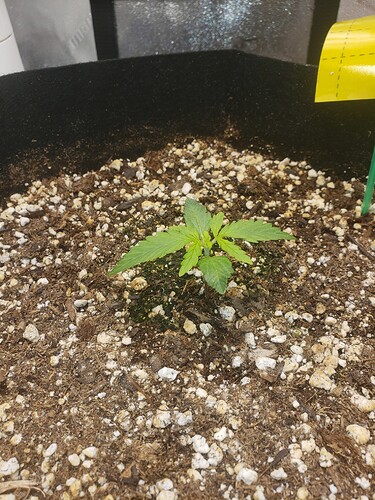 16043285045903013995456590989300