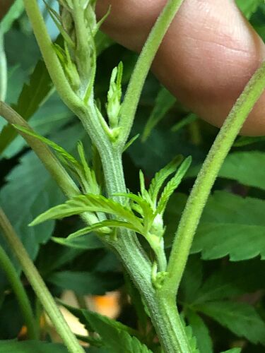 Plant 2.1