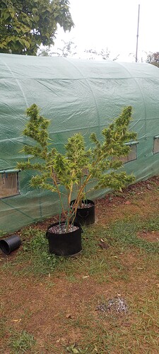 IMG_20240925_115834261