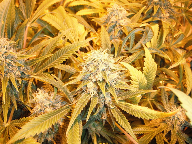 DSCF2831