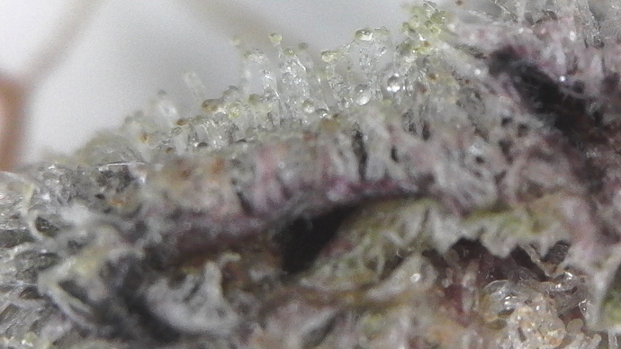 S20200729_0031