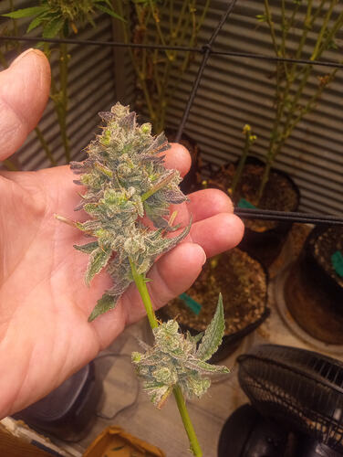 IMG_20251030_060243727