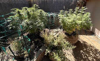 IMG_6077