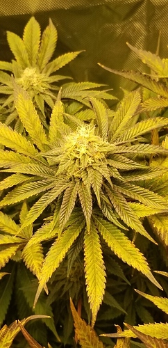 2gd11293