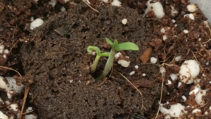 Day 1