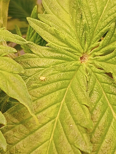 IMG_20251108_203340623