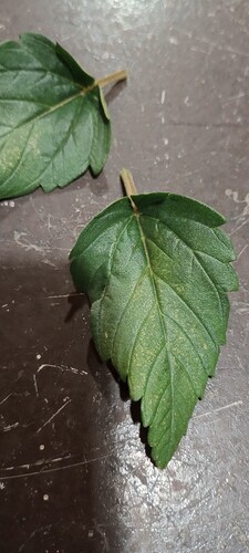 IMG_20230330_091405175_HDR