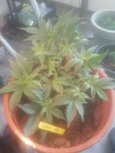 Amnesia Haze Auto week 6