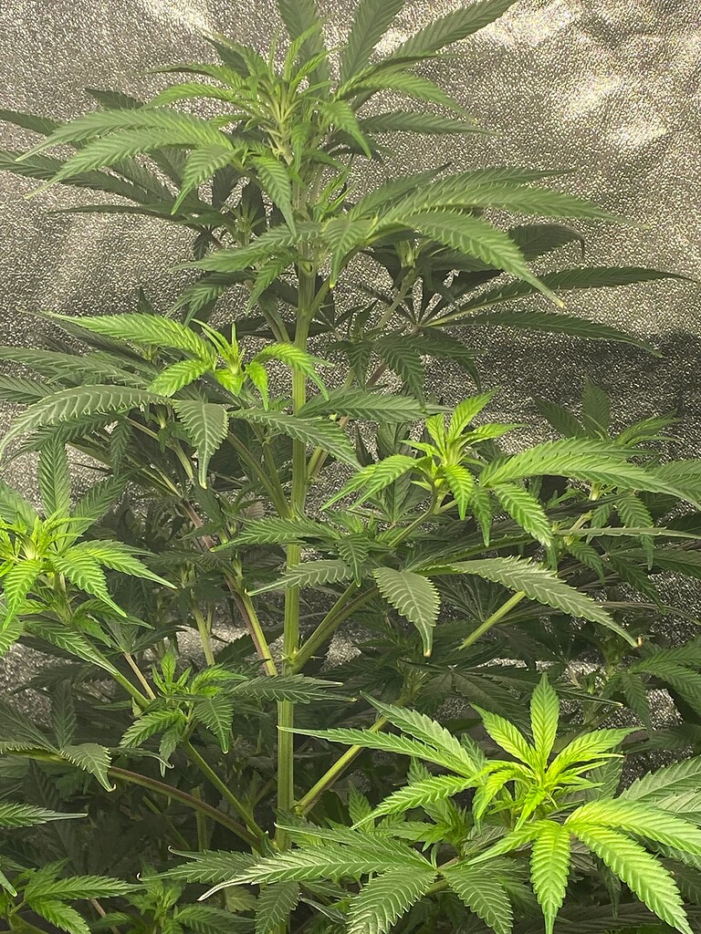 They just won't flower Autoflowers I Love Growing Marijuana Forum