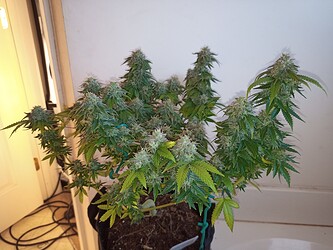 IMG_20210121_104210_306