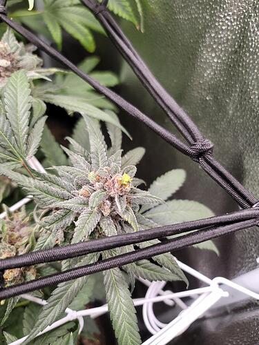 BUD5