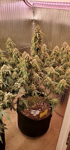 17058530417593386474114866020241