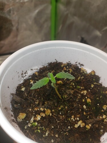 16043285394033931669087077381305