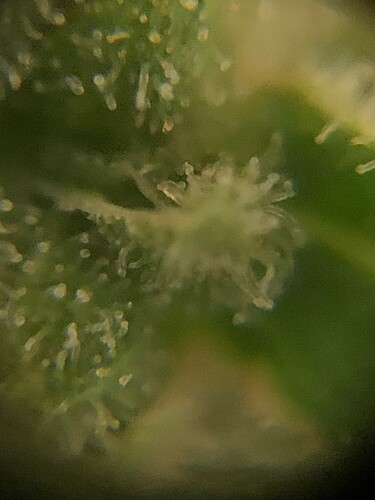 Jack Herer2a