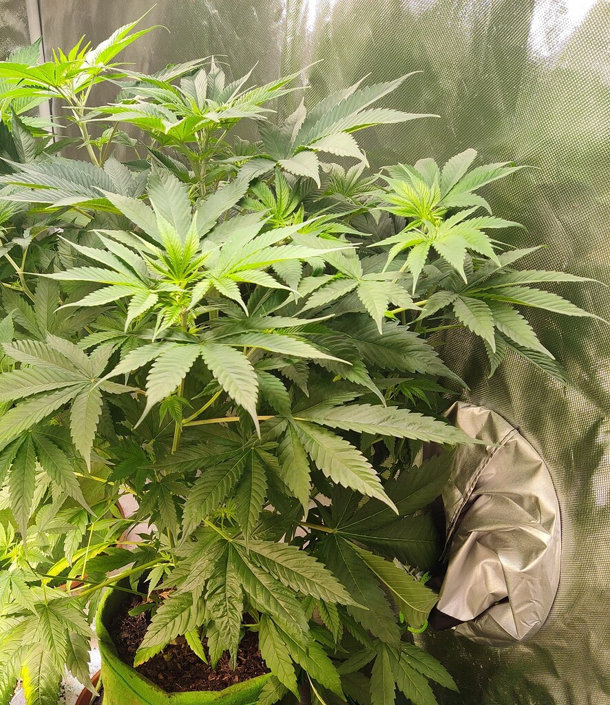 will-it-grow-bigger-show-your-grow-i-love-growing-marijuana-forum