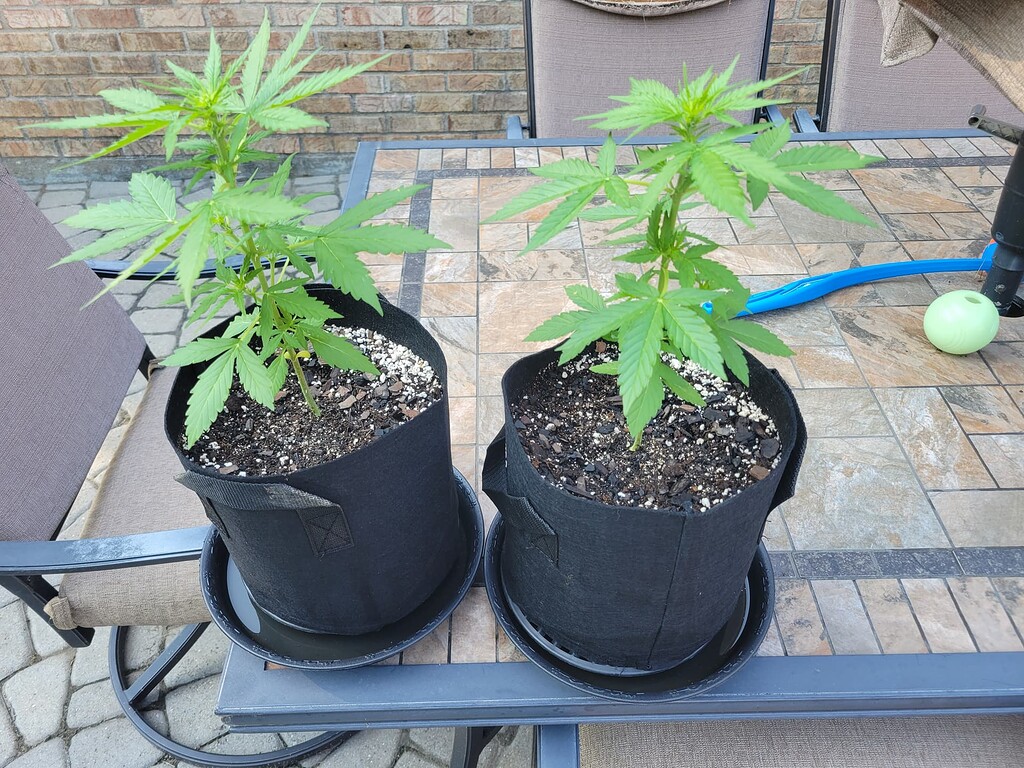2gal pots OK for fast version outdoors? Outdoor Growing I Love