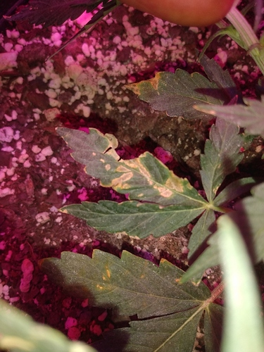 IMG_20200512_171049887