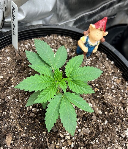 Bubba Kush w3