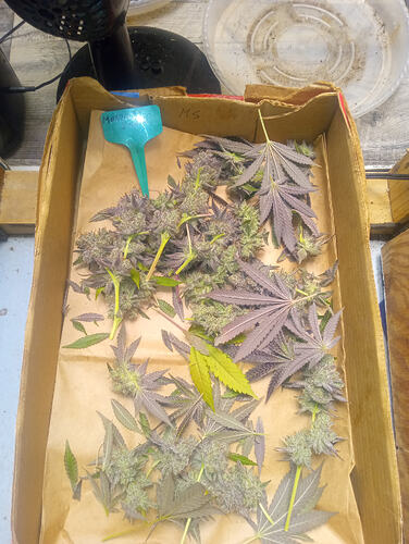 IMG_20251030_054835394