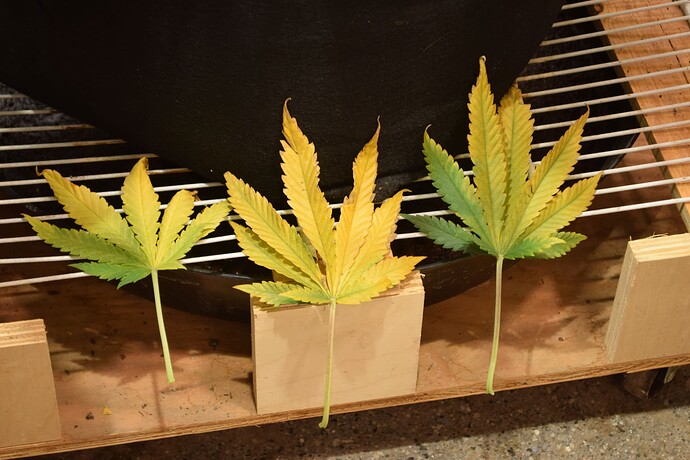 Gold Leaves 1