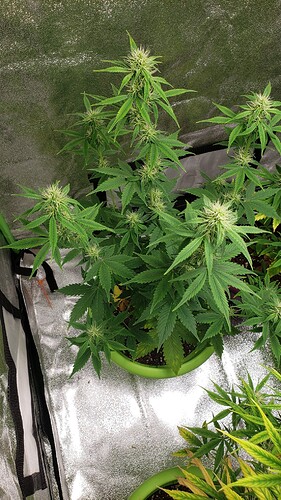 16062271417403575477549686927807