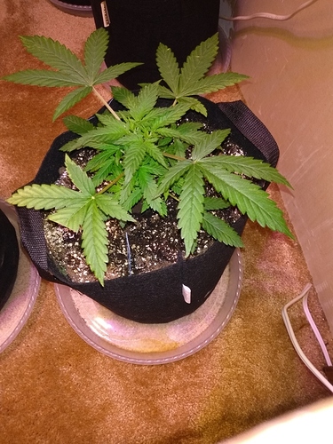 IMG_20200408_201000745