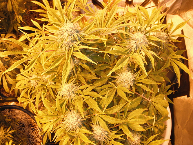 DSCF2826