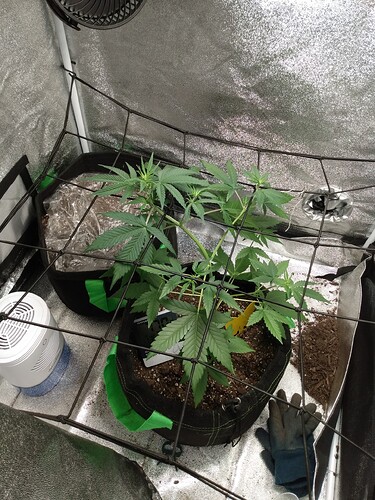 IMG_20231106_123545198