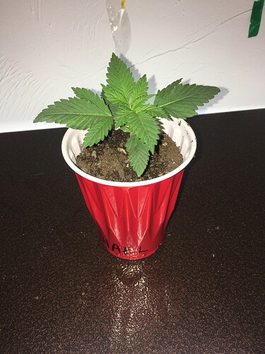 39C5540E-C34D-4393-9589-406D4A10480E