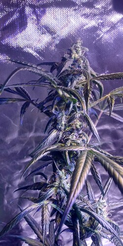 IMG_20210306_081743829_HDR