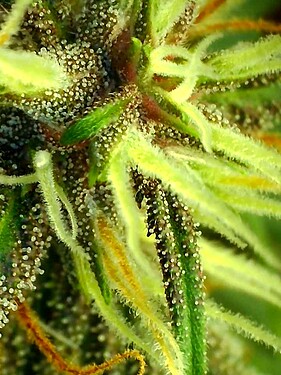 9F0426EF-4442-480E-9ADF-867DE024E47D