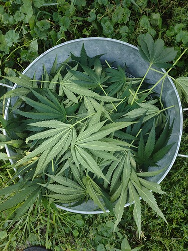 IMG_20250814_103144166