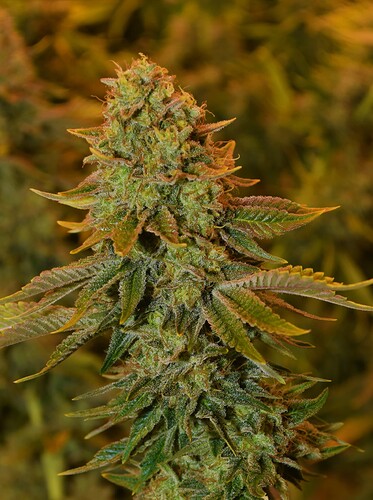 435237 BOMc OGK-1 Day 118.62 bud