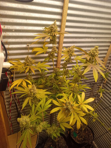 IMG_20251102_185750363