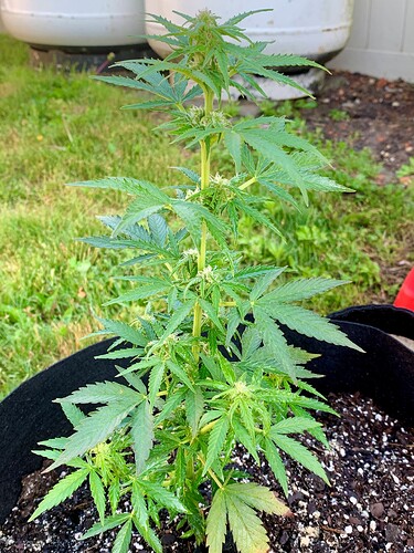 GDP