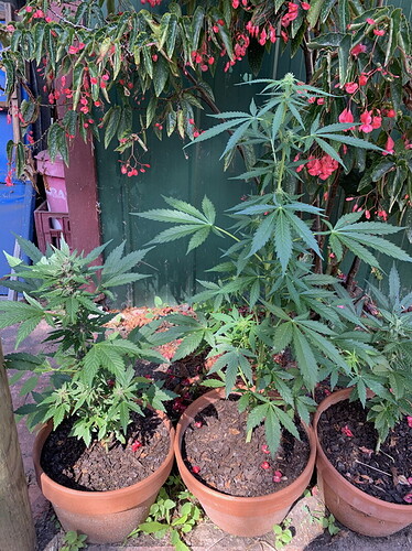 blueberriesx800