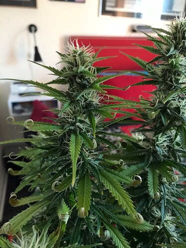 nl auto 2