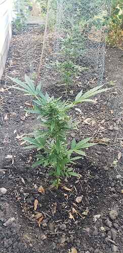 16241016659726937152146480286089