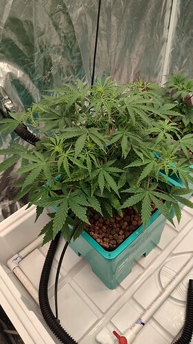 IMG_20250707_124750406_HDR
