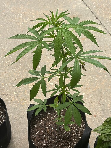 Day 39 PK