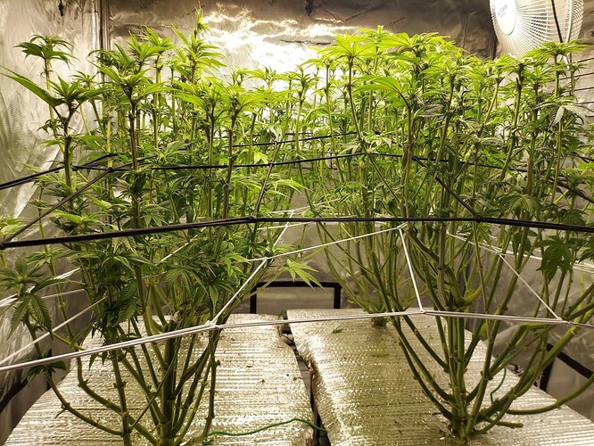 Tote plants