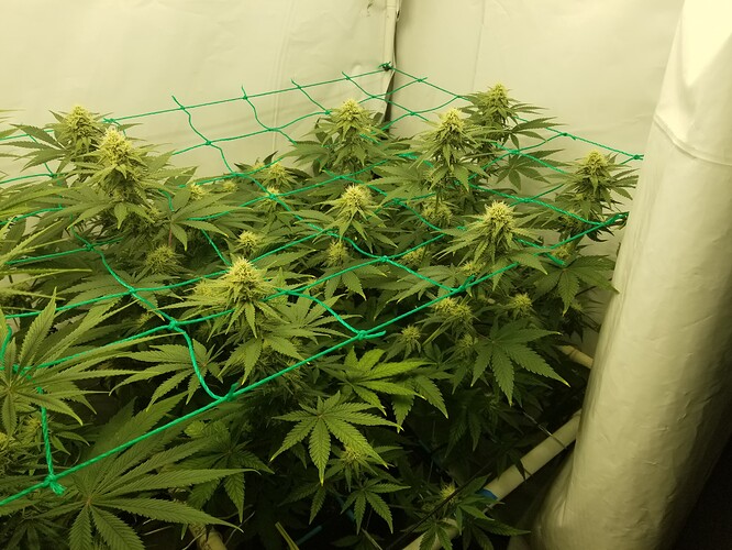 9a