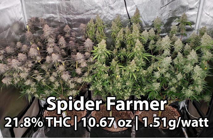spider-farmer-vs-mars-hydro-plants-harvest-results
