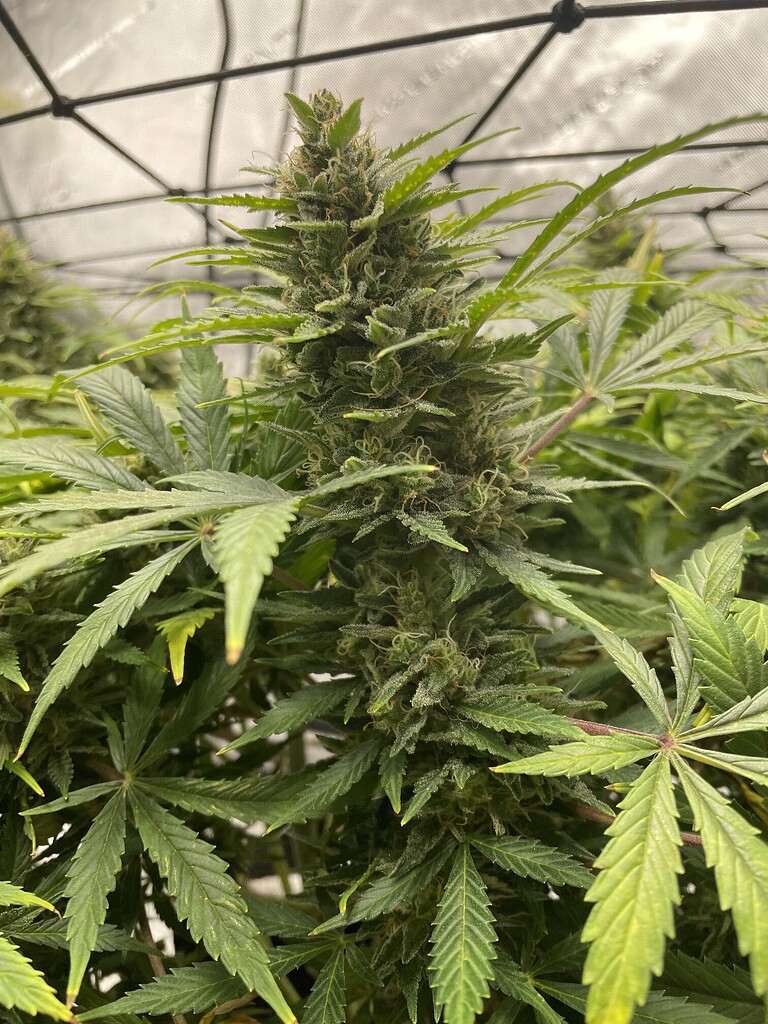 when-to-do-si-do-harvesting-i-love-growing-marijuana-forum