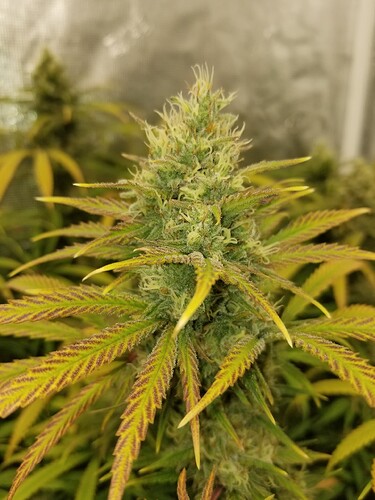 16428334796802809148617598785918