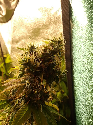 OG