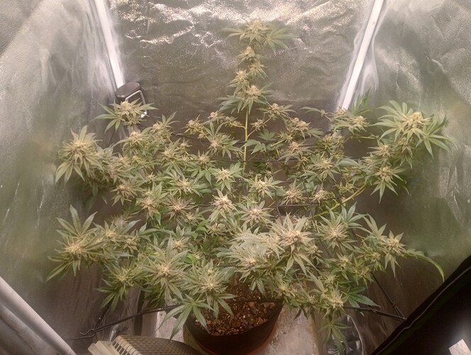 IMG_20250217_130315416_HDR