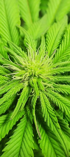 Screenshot_20201220-054922_Gallery