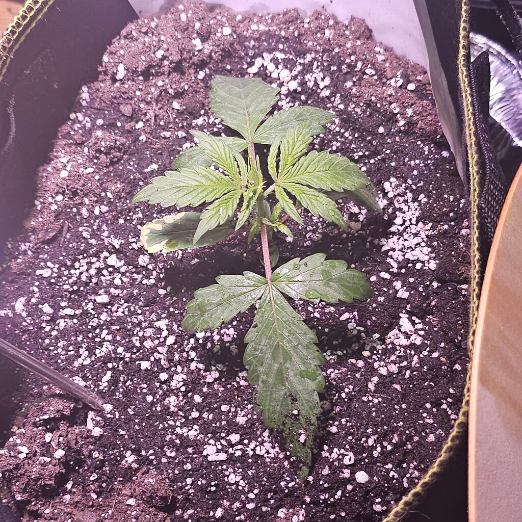 indoor-greenhouse-difference-seedling-i-love-growing-marijuana-forum